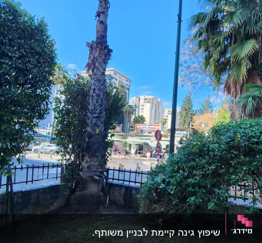 עץ דקל ודשא בגינה קטנה